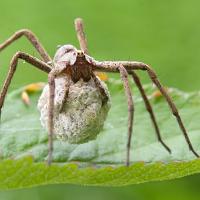 Nursery Web Spider with egg sac 1 